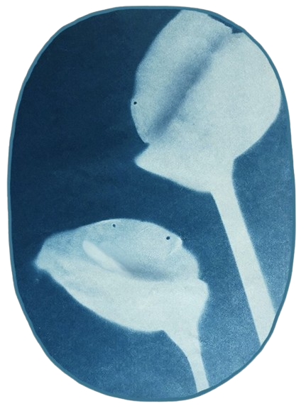 Mediterranea Veste